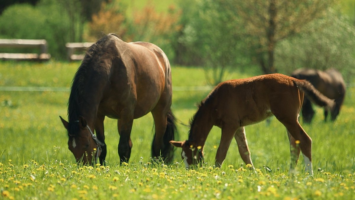 Staatsgestüt Schwaiganger: Warum der Freistaat Pferde züchtet