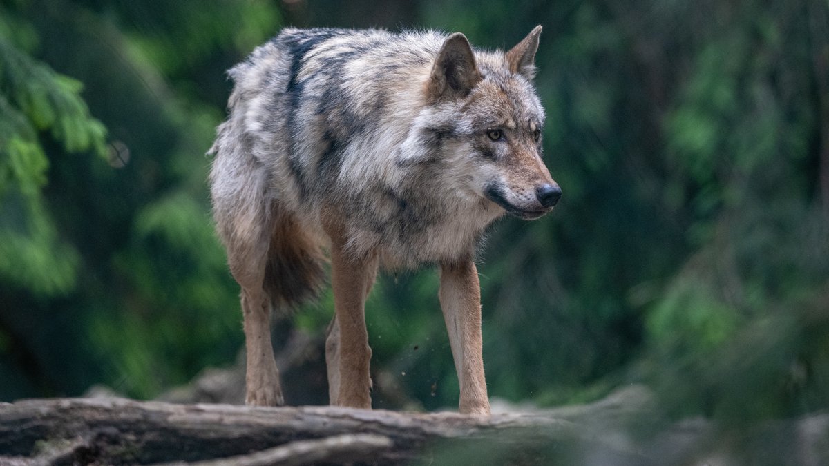 11.06.21: Ein Wolf spaziert im Bayerwald-Tierpark in Lohberg durch das Gehege.