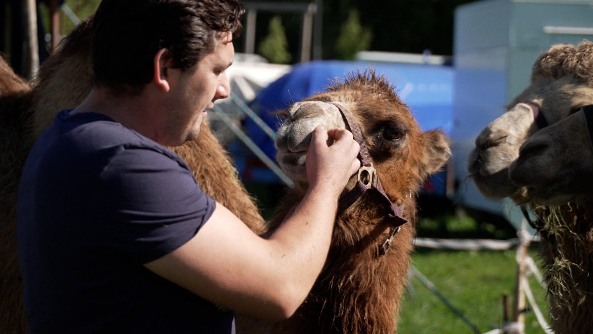 Circus Brumbach: Aufgeben ist keine Option