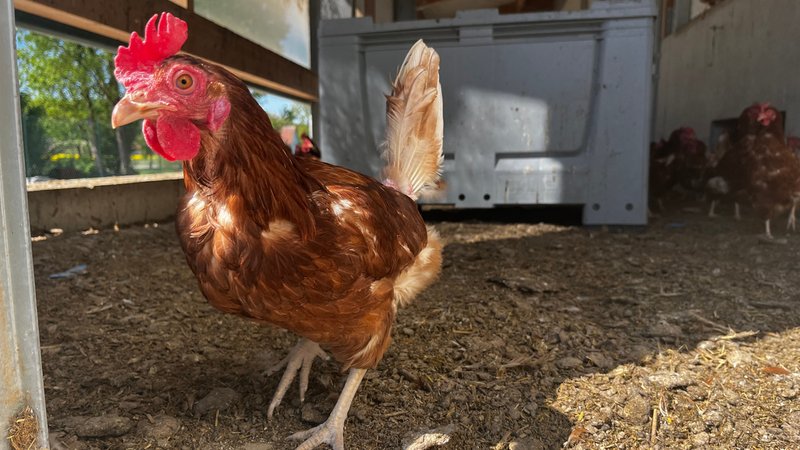 Eine Legehenne schaut aus einem Offenstall heraus. | Bild: BR/Rebecca Reinhard Eine Legehenne schaut aus einem Offenstall heraus.