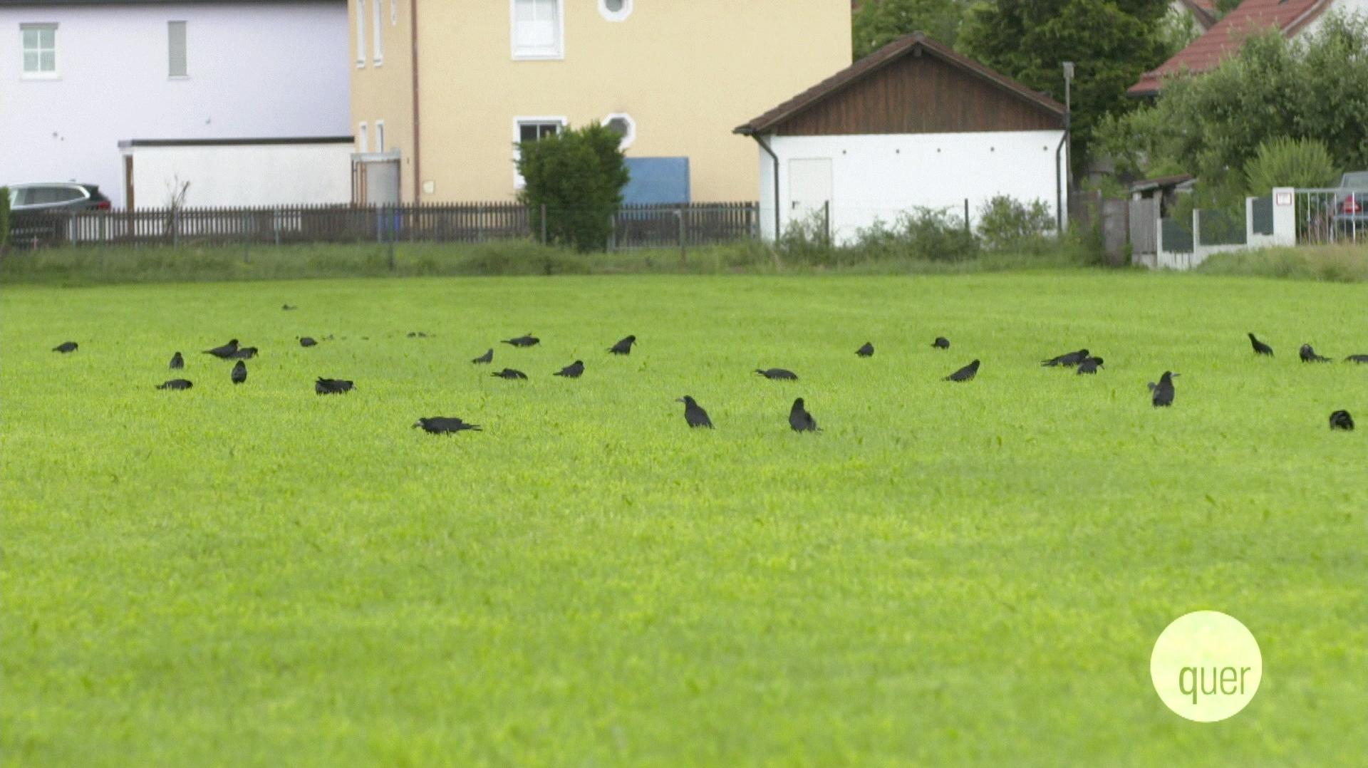 Krahenplage Verzweifelte Bauern Hadern Mit Chemie Verbot