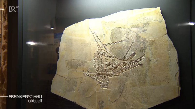 Skelett einer bisher unbekannten Flugsaurierart im Bamberger Naturkundemuseum.