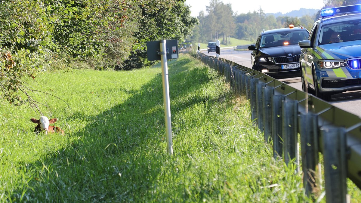Kalb im Gras an Autobahn mit Polizeiwagen auf Fahrbahn
