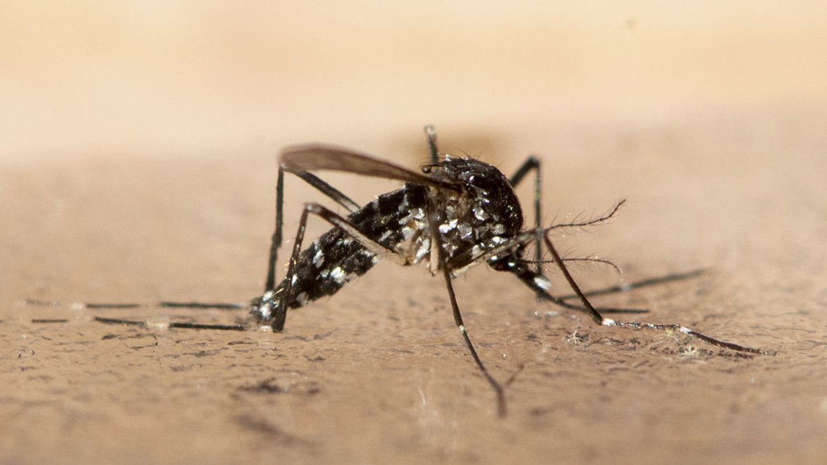Mehr Infektionen mit Chikungunya-Virus in Bayern