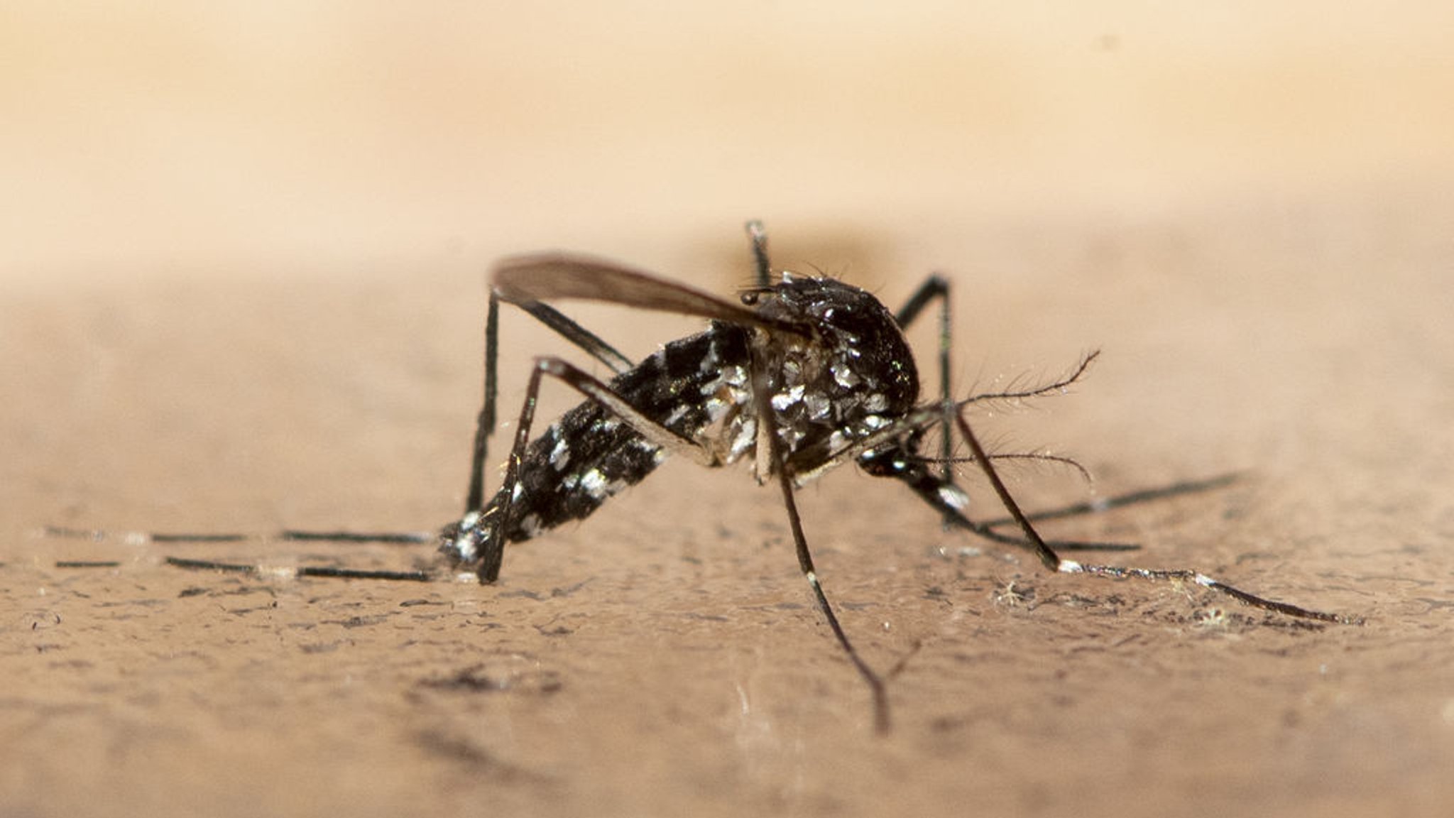 Mehr Infektionen mit Chikungunya-Virus in Bayern
