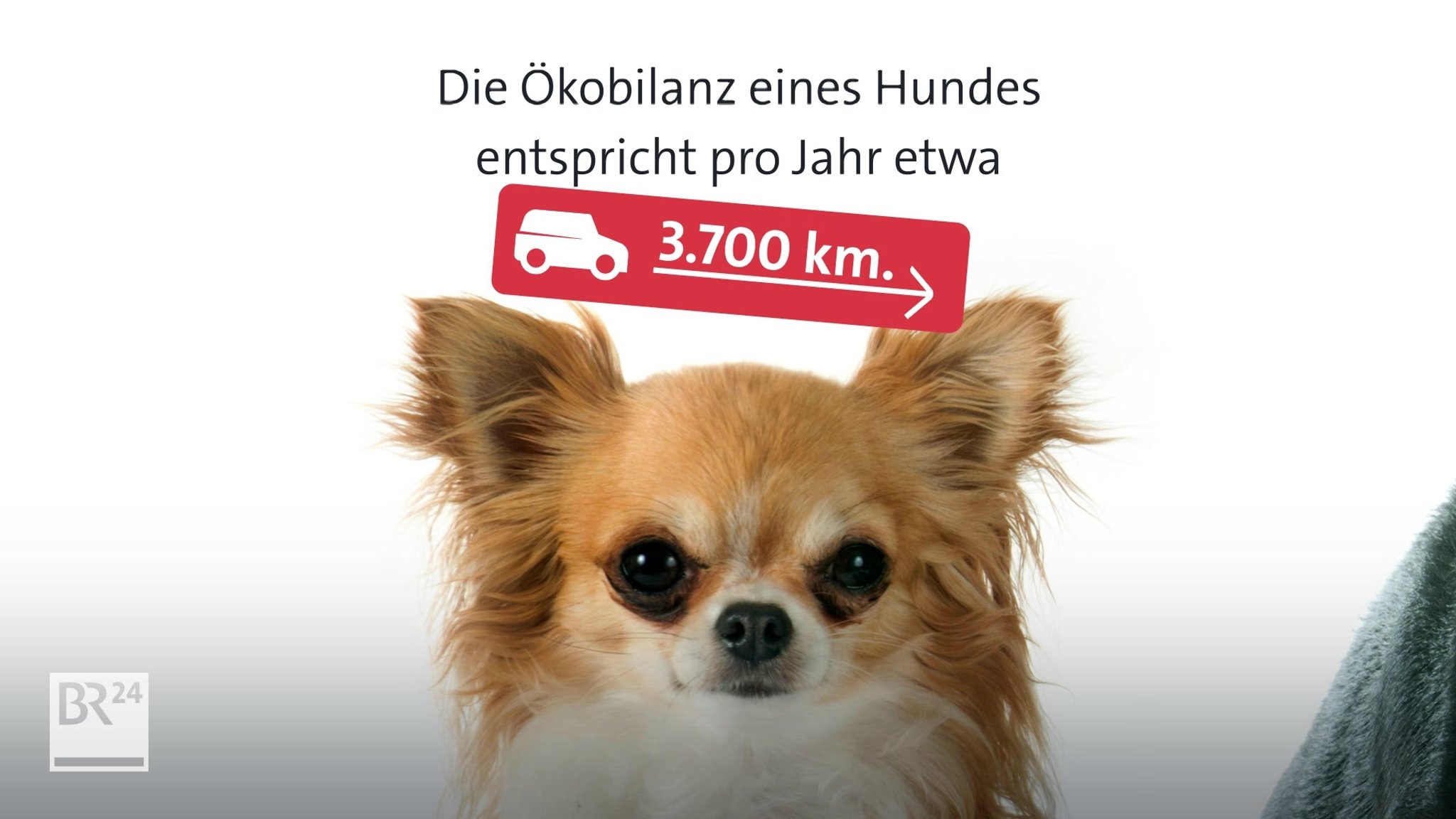 Ökobilanz eines Hundes