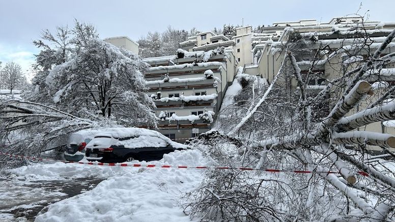 Schnee in Passau lässt Bäume auf Häuser und Autos stürzen             | Bild:BR/Katharina Häringer 