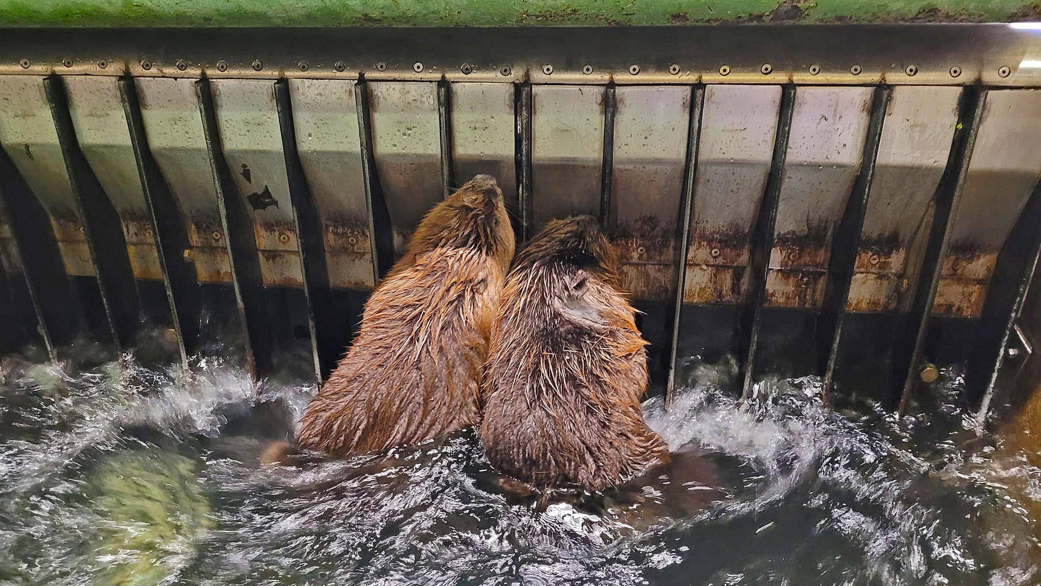 Die beiden Biber hängen an den Stahlstangen der Rechenanlage der Mariannenbrücke.