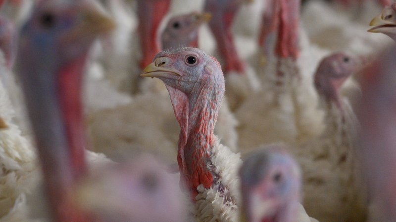 Puten in einem Mastbetrieb | Bild: picture alliance/dpa | Klaus-Dietmar Gabbert Puten in einem Mastbetrieb