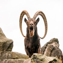 Der Steinbock - Majestätischer Gipfelstürmer | Bild: colourbox.com / Daniela Baumann