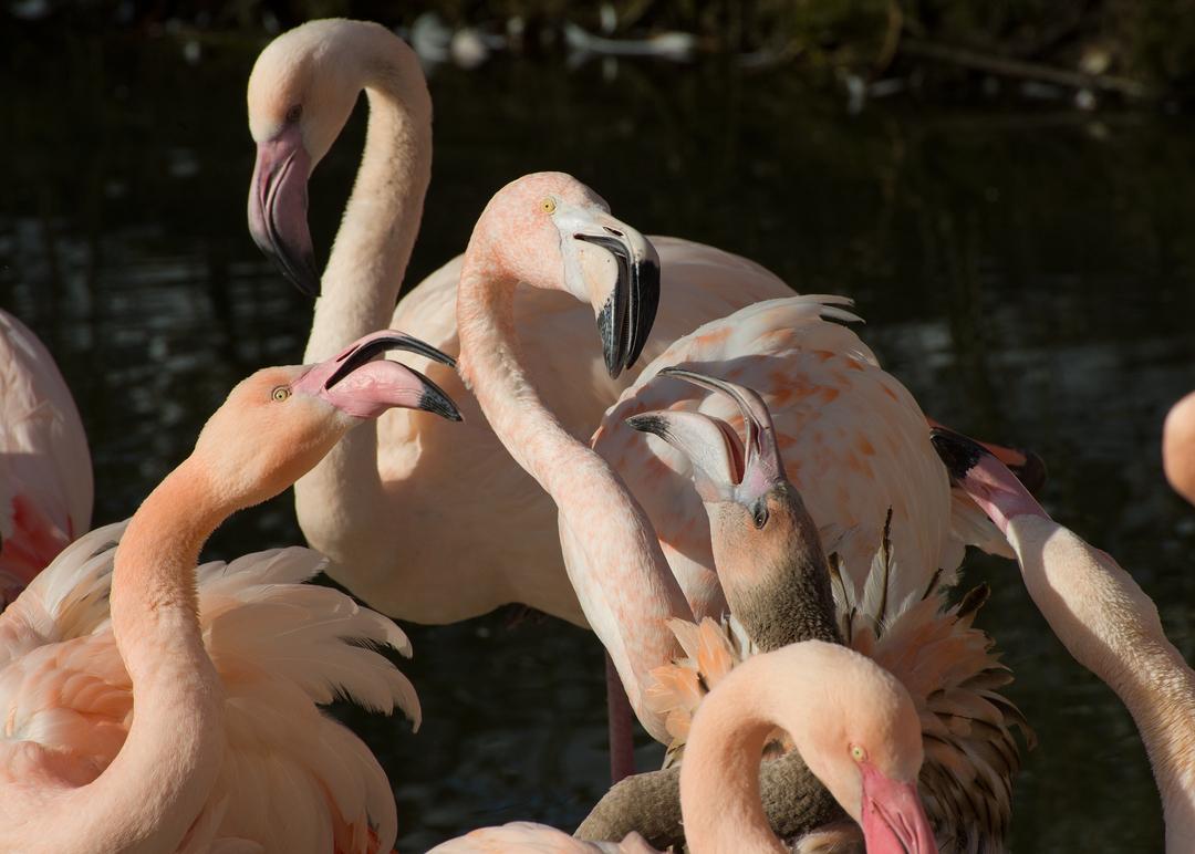 Die charakteristische Gefiederfarbe bekommen Rosaflamingos durch das Verzehren von Krebstieren.