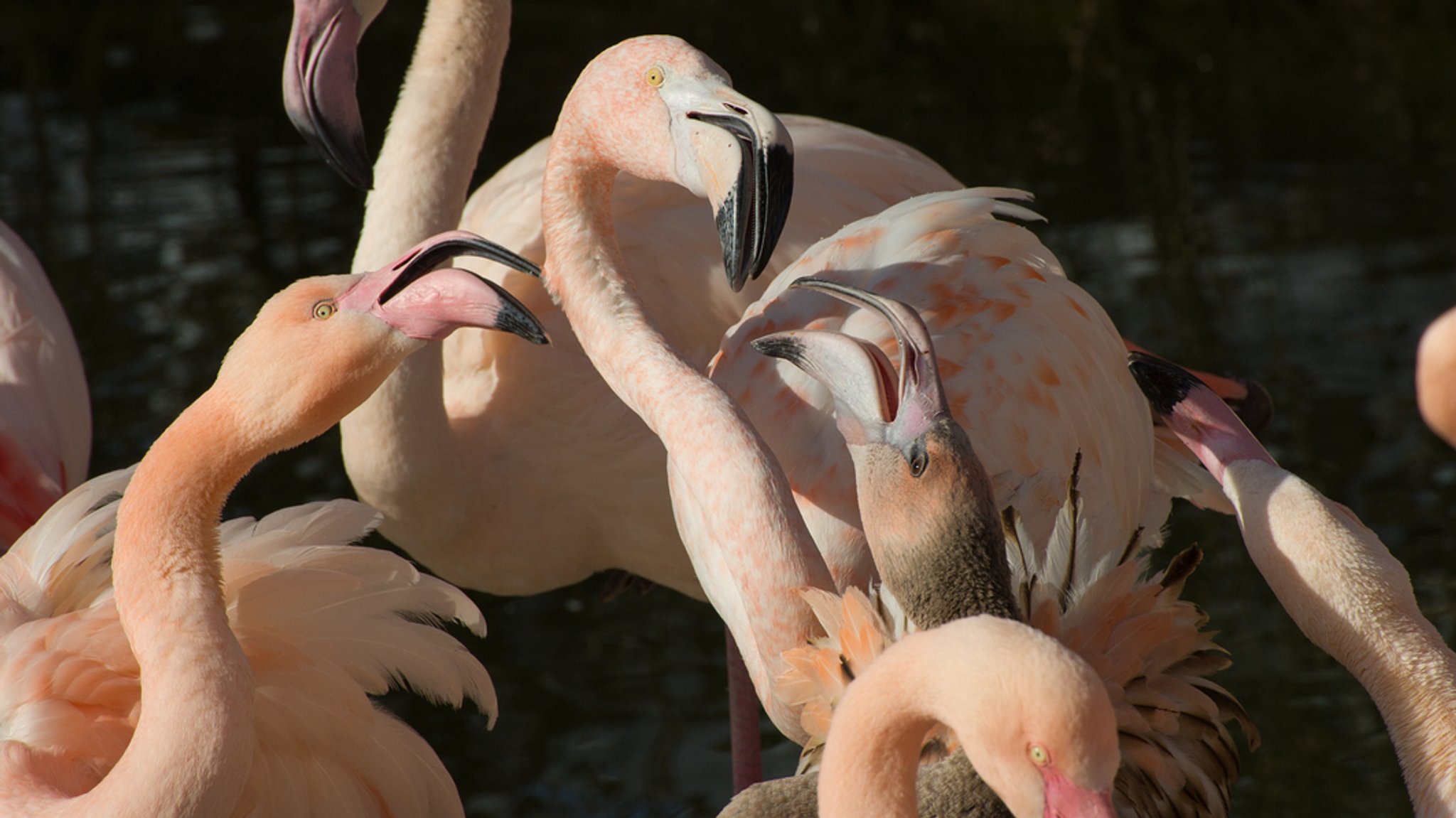 Marder im Verdacht: Flamingo-Eier im Augsburger Zoo verschwunden