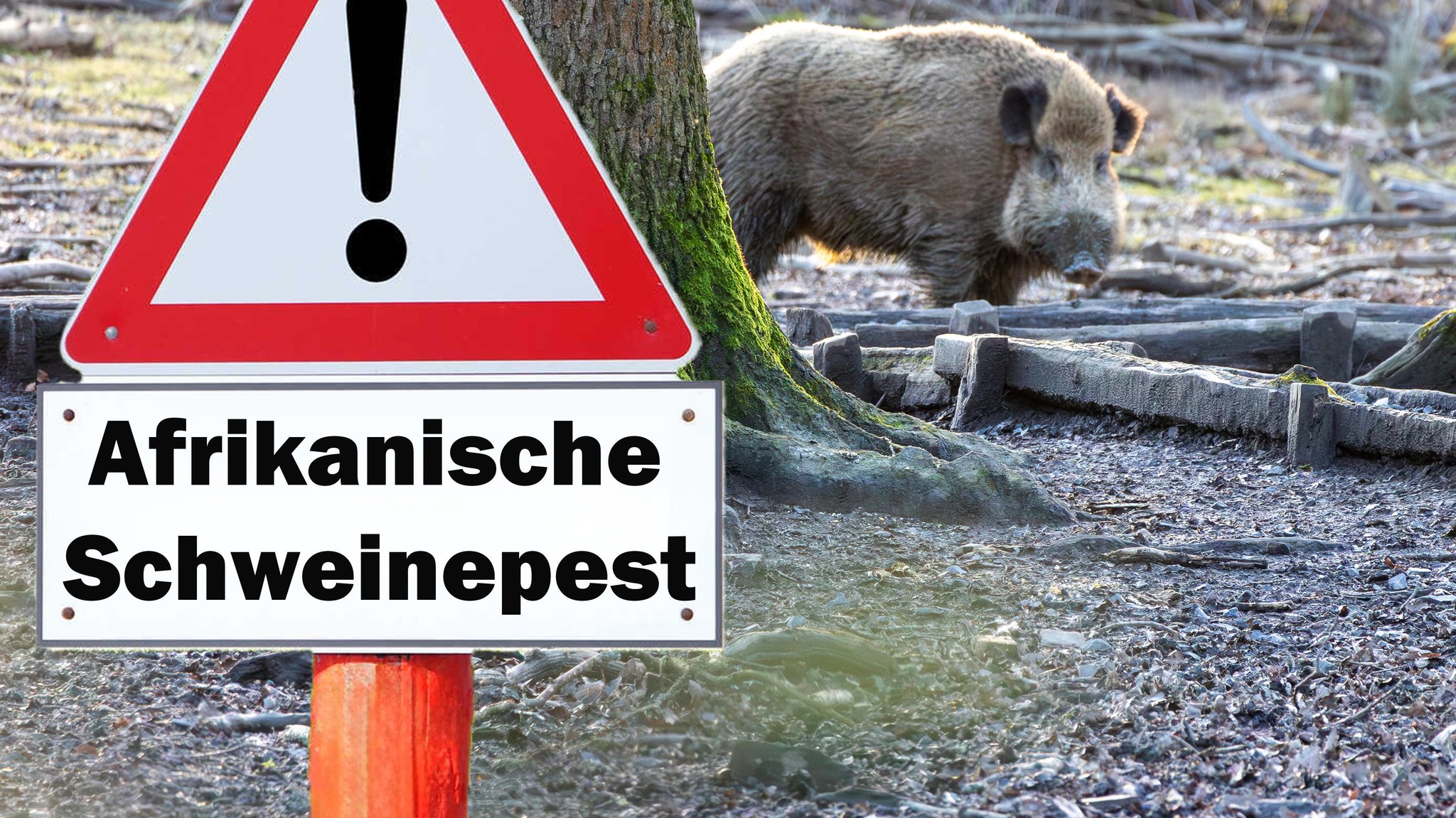 Wildschwein im Wald, im Vordergrund ist ein Warnschild zu sehen mit der Aufschrift Afrikanische Schweinepest