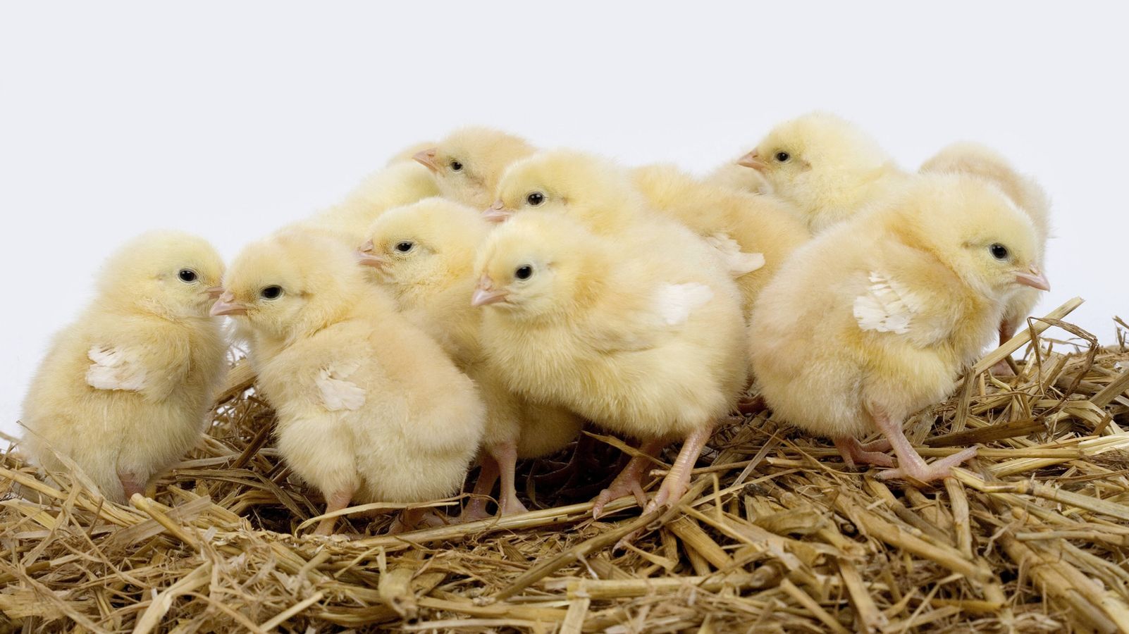 Kein Kukentoten Mehr Wann Kommen Die Alternativen Br24