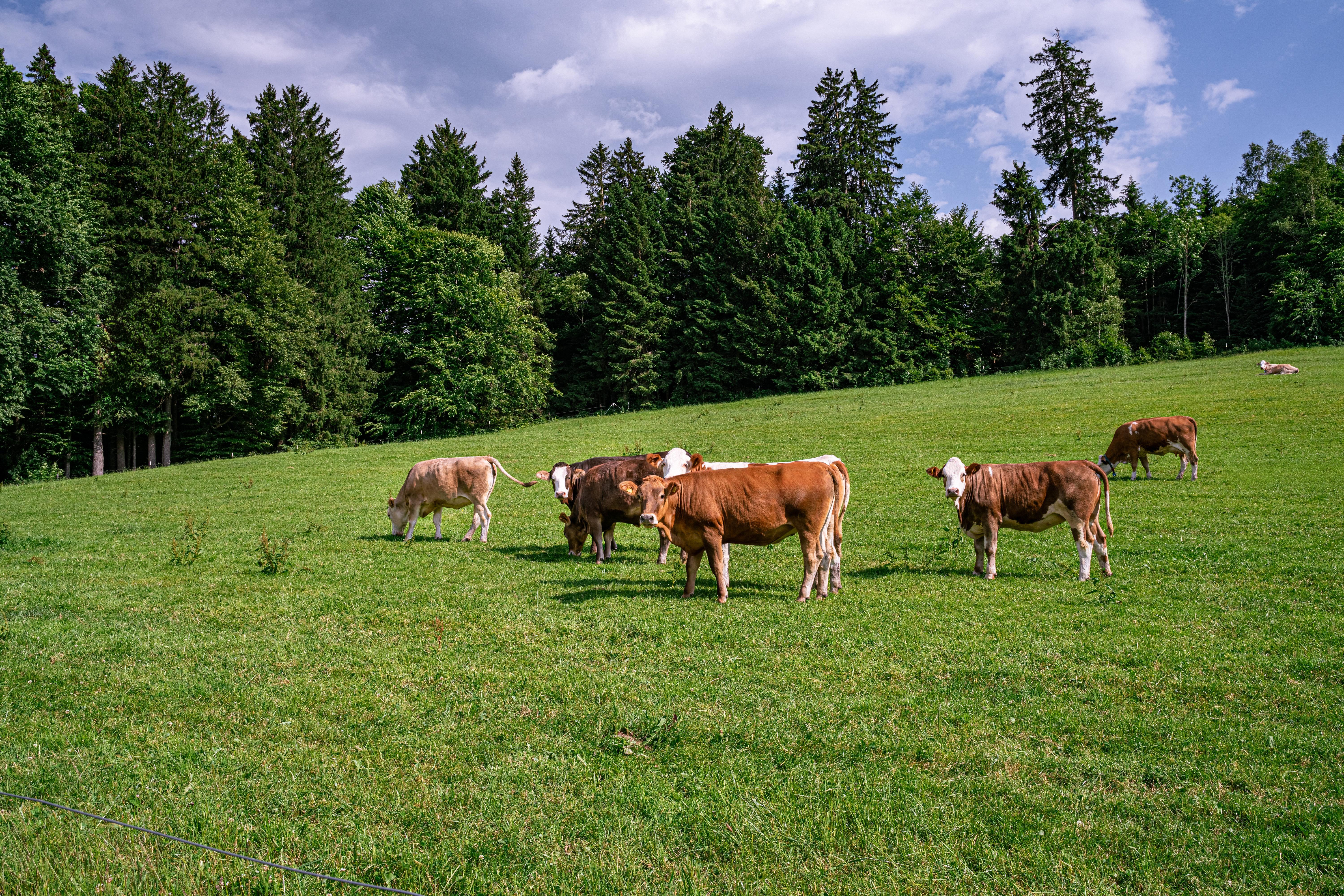 Rinder auf einer Weide im Allgäu (Archivbild)