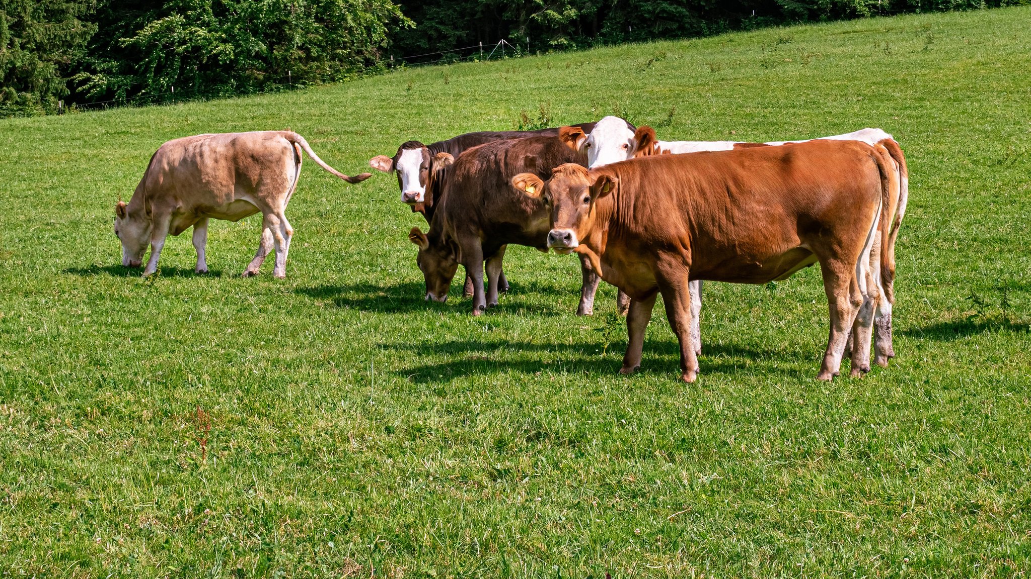 Rinder auf einer Weide im Allgäu (Archivbild)