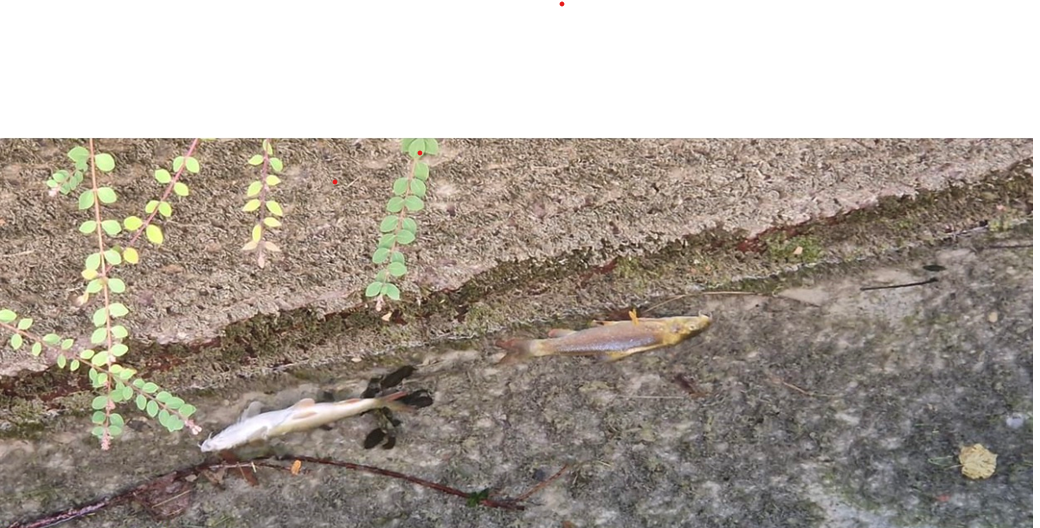 Zwei tote Fische liegen in einer Pfütze.