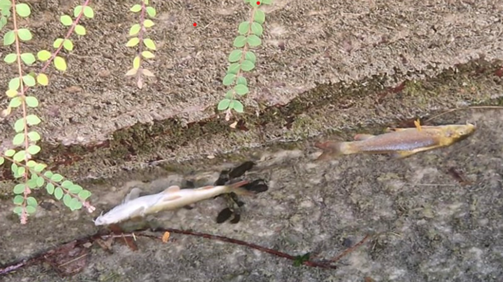 Zwei tote Fische liegen in einer Pfütze.