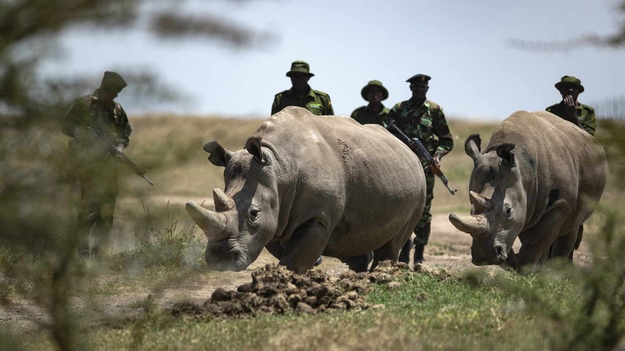 Die Nördlichen Breitmaulnashorn-Weibchen Fatu (r) und Najin in Kenia sind die letzten beiden Nashörner ihrer Unterart.