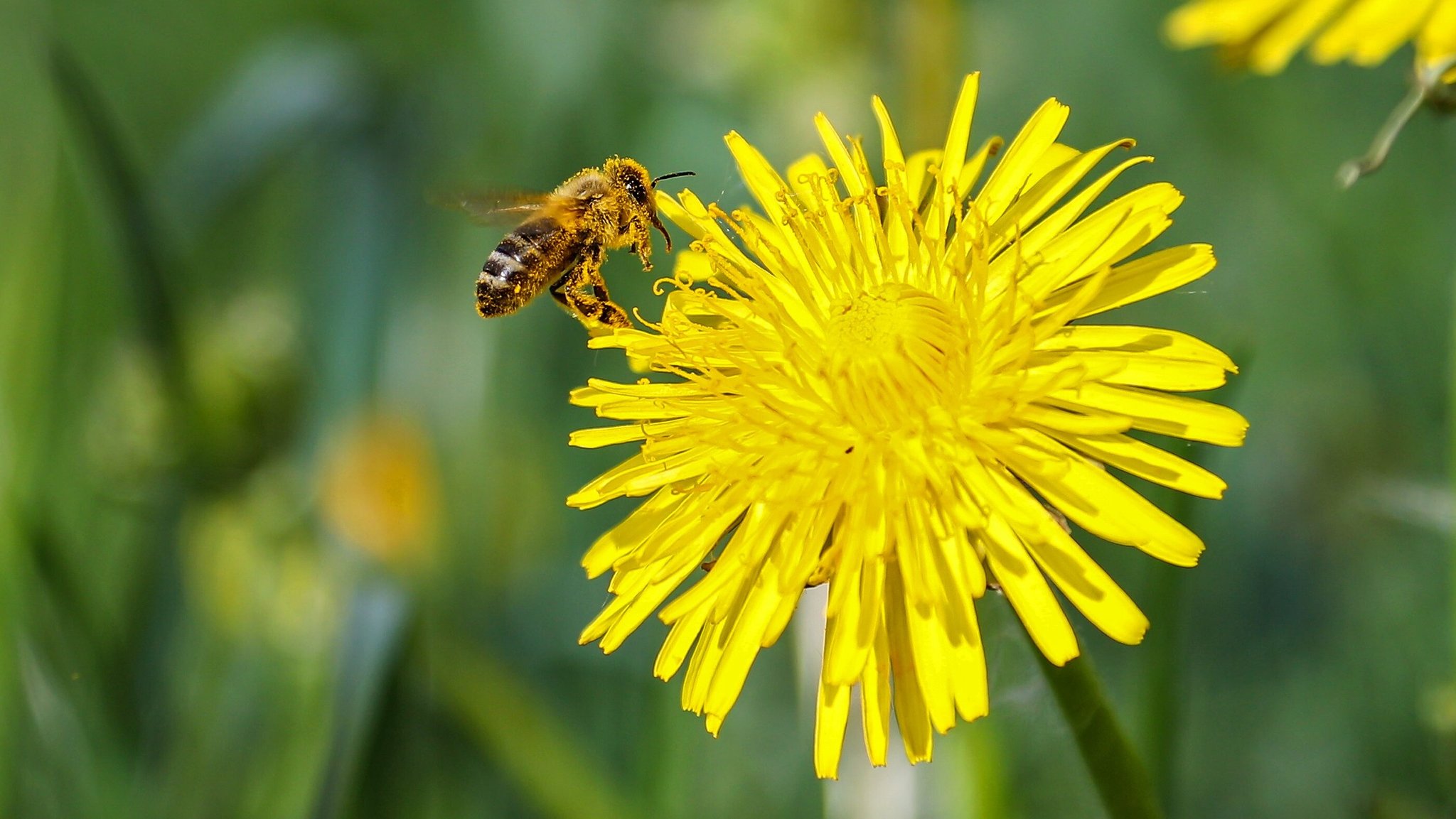 Honigbiene sammelt Nektar an blühendem Löwenzahn | Bild: picture alliance / Martin Grimm Honigbiene sammelt Nektar an blühendem Löwenzahn