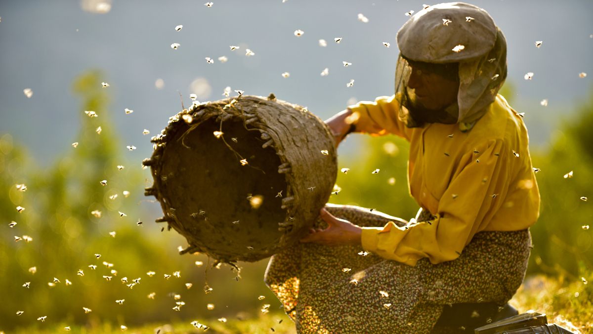 Singen Fur Bienen So Poetisch Ist Die Doku Land Des Honigs Br24