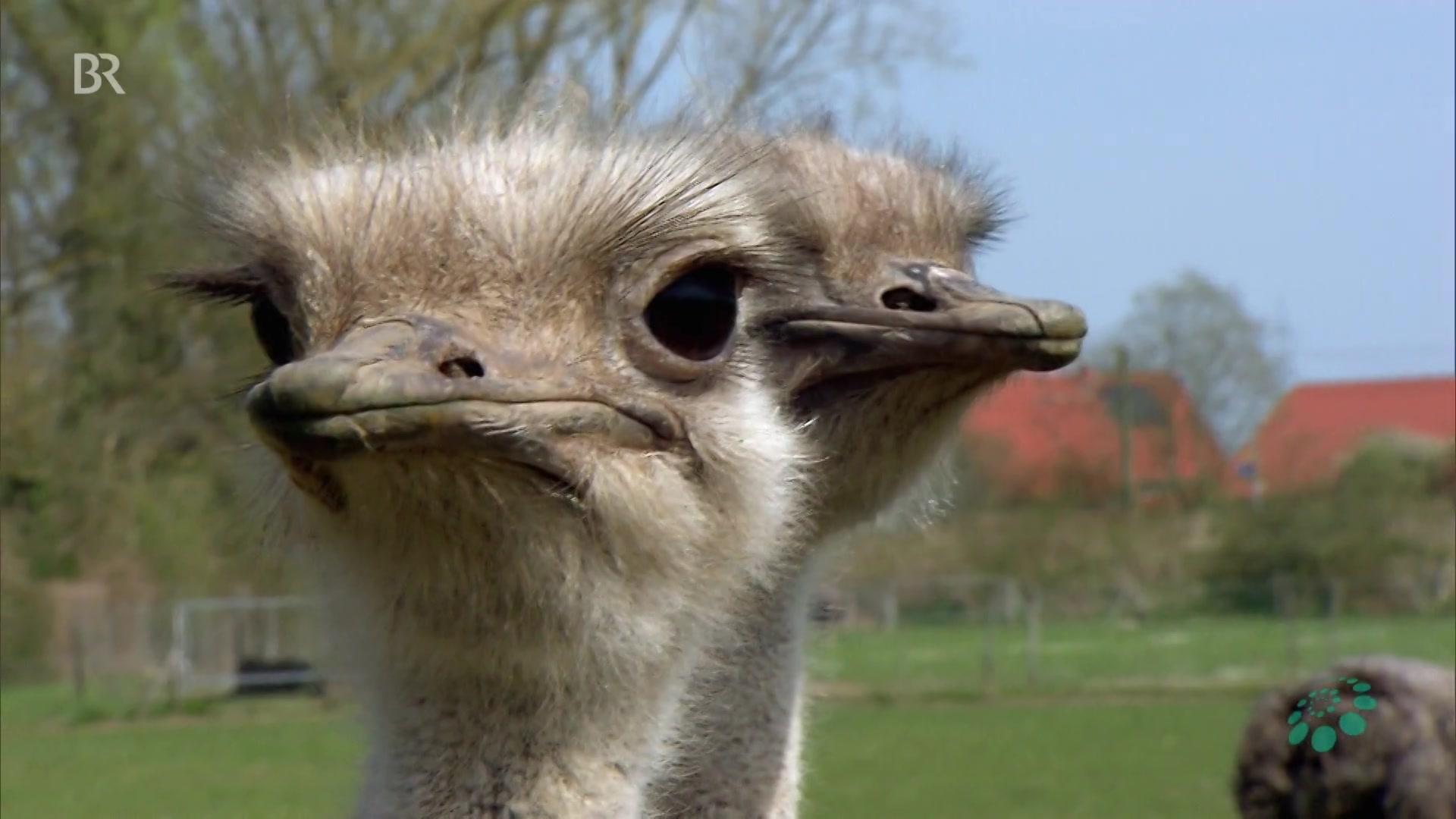 Clip Wie Vogel Strausse Schlupfen Und Leben