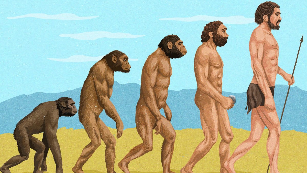 Mensch versus Menschenaffe: Längere Kindheit - größeres Gehirn