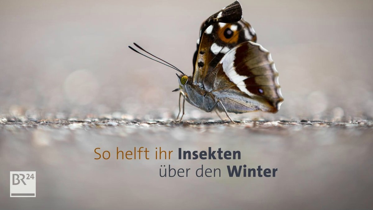 #fragBR24💡 So helft ihr Insekten über den Winter