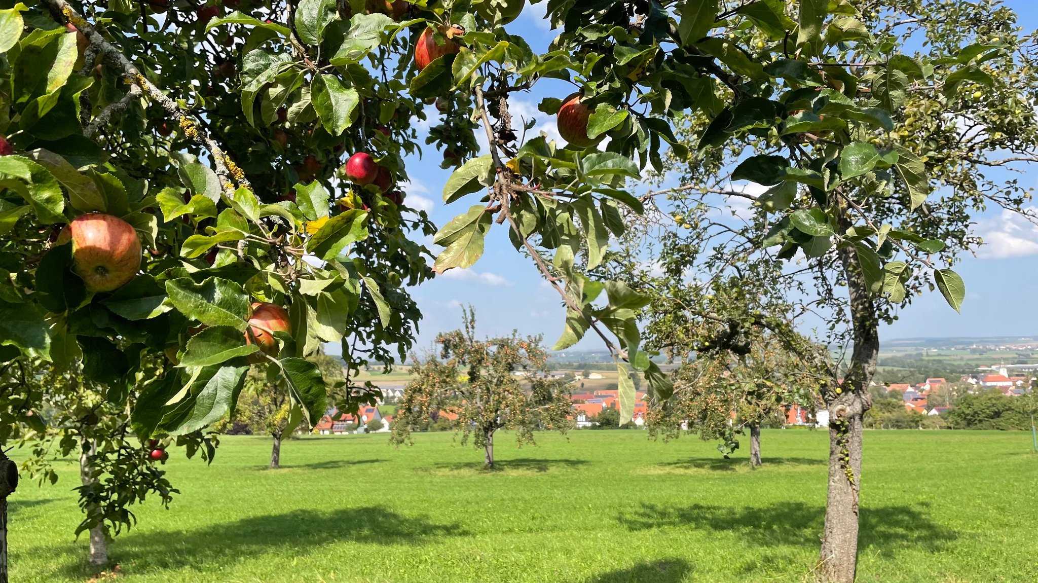 Streuobstwiese mit Blick auf Markt Berolzheim. 