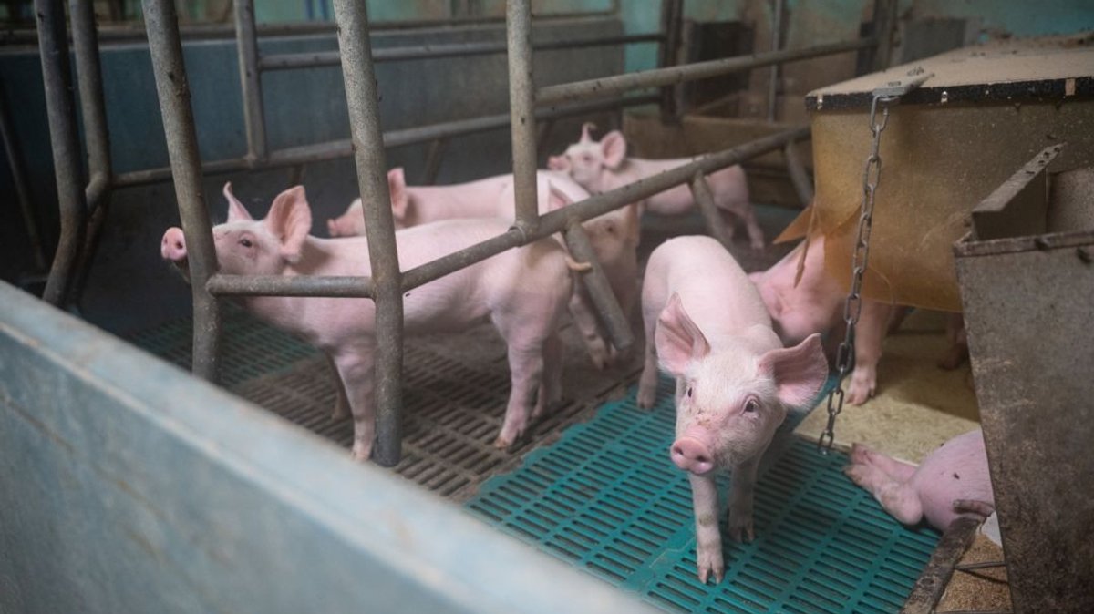 Die Schweinehalter in Bayern zahlen seit Monaten drauf. Der Schweinepreis ist tief im Keller.