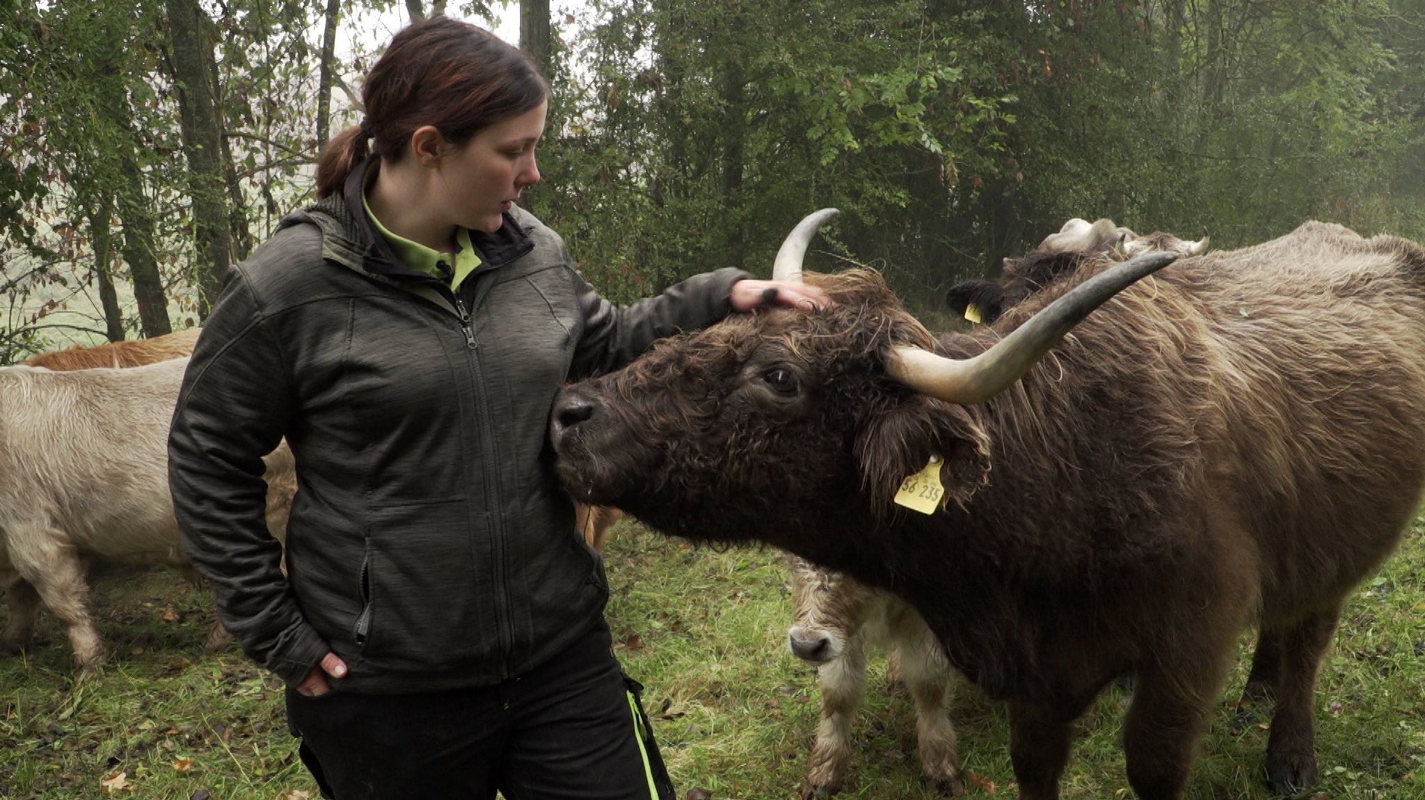 Elena Schick streichel ein Schottisches Hochlandring am Kopf