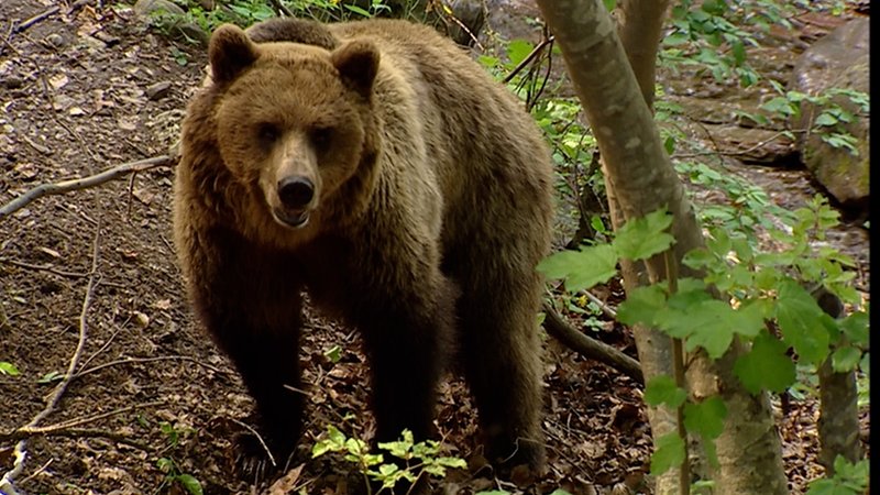 Bär | Bild: Bayerischer Rundfunk 2023 Bär