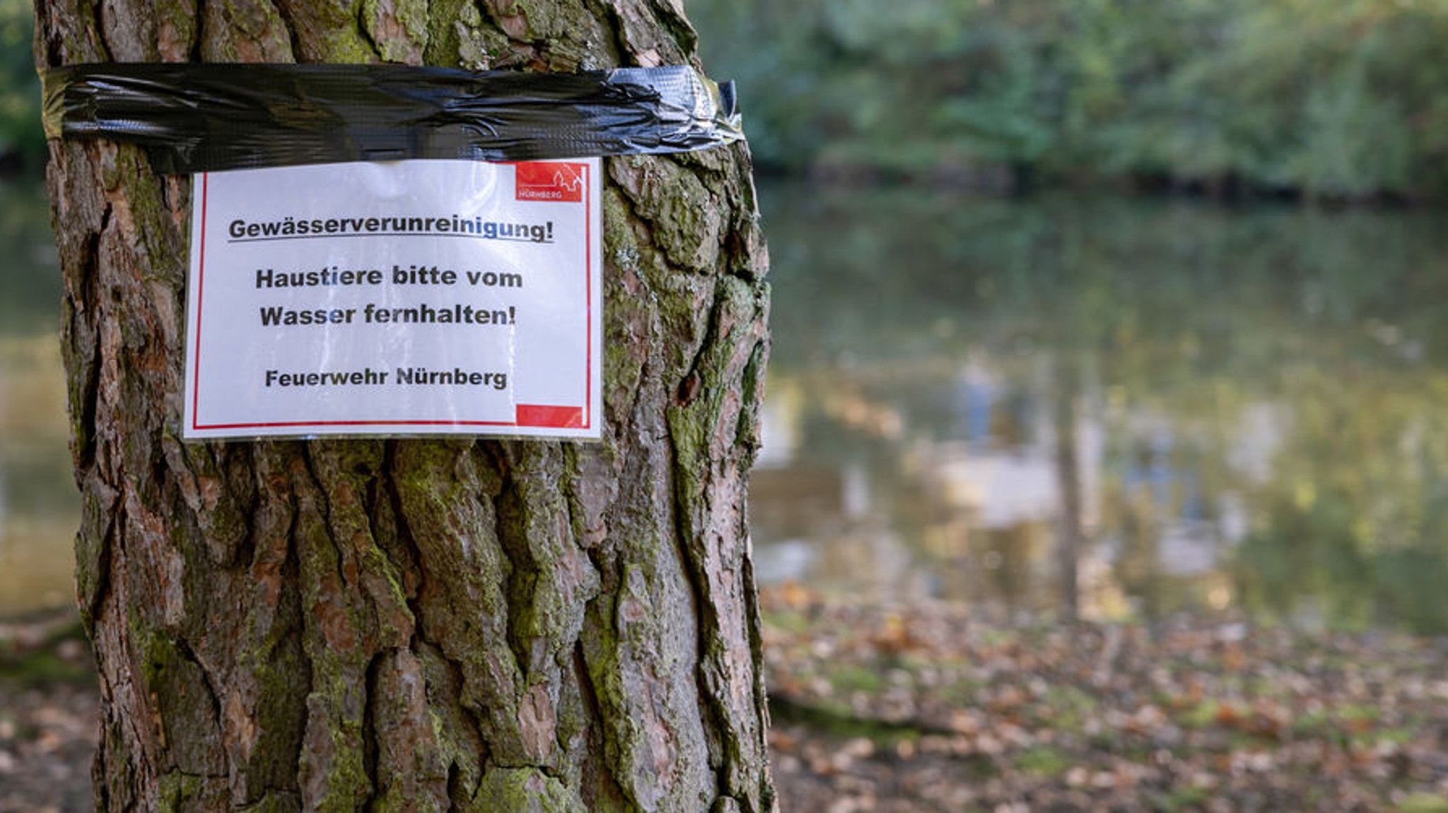 28.09.2025, Bayern, Nürnberg: «Gewässerverunreinigung! Haustiere bitte vom Wasser ferhalten» steht auf einem Zettel der Feuerwehr Nürnberg an einem Baum am Ufer des Langwassersees. In dem See kam es am gestrigen Samstag, 27. September 2025, aus noch unbekanntem Grund zu einem Fischsterben. Die Suche nach der Ursache ist noch nicht geklärt. Foto: Daniel Karmann/dpa +++ dpa-Bildfunk +++ | Bild: dpa-Bildfunk/Daniel Karmann 28.09.2025, Bayern, Nürnberg: «Gewässerverunreinigung! Haustiere bitte vom Wasser ferhalten» steht auf einem Zettel der Feuerwehr Nürnberg an einem Baum am Ufer des Langwassersees. In dem See kam es am gestrigen Samstag, 27. September 2025, aus noch unbekanntem Grund zu einem Fischsterben. Die Suche nach der Ursache ist noch nicht geklärt. Foto: Daniel Karmann/dpa +++ dpa-Bildfunk +++