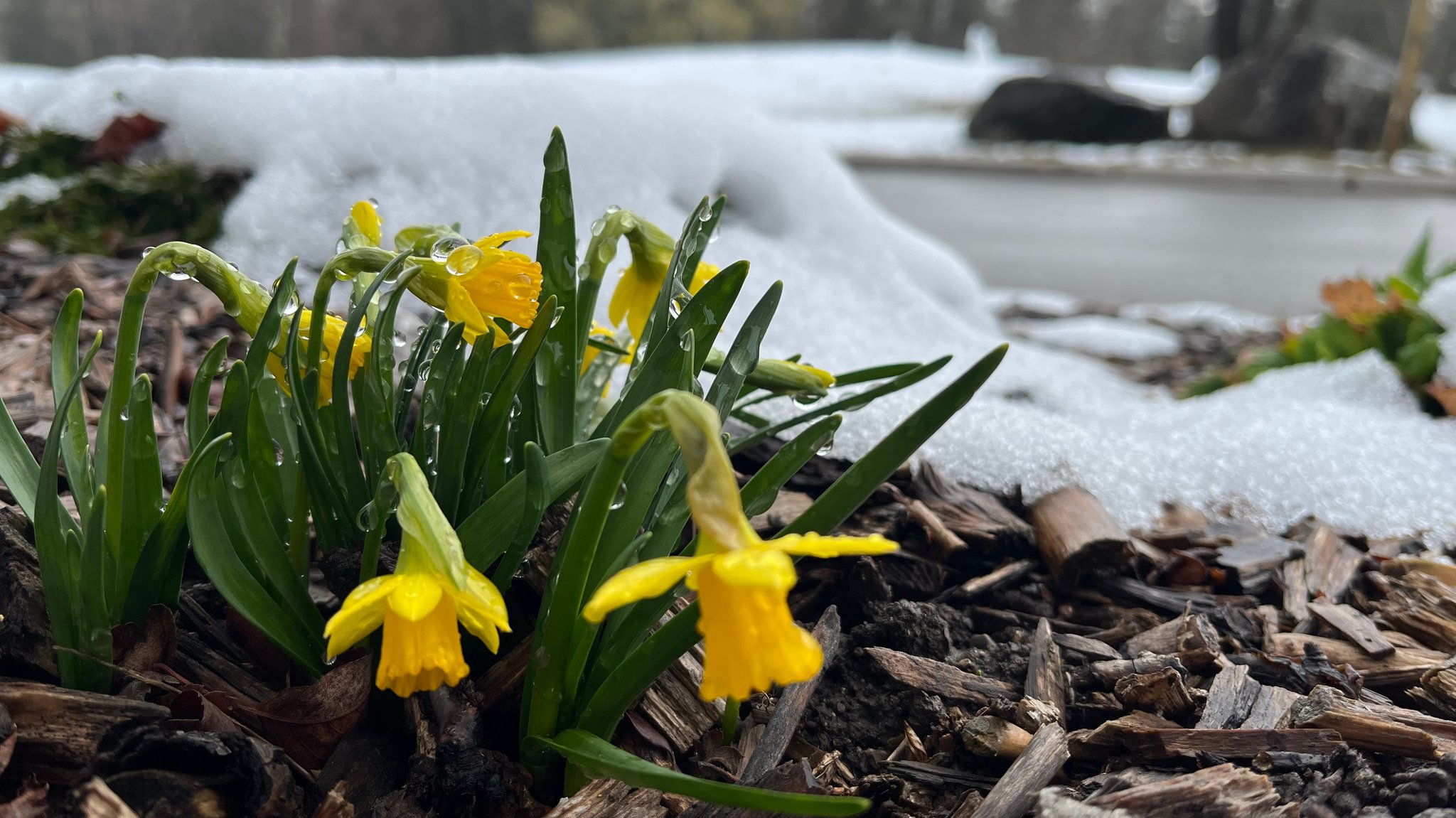 Auch wenn in hohen Lagen der Schnee liegen bleibt: Das Gastspiel des Winters bleibt nur kurz.