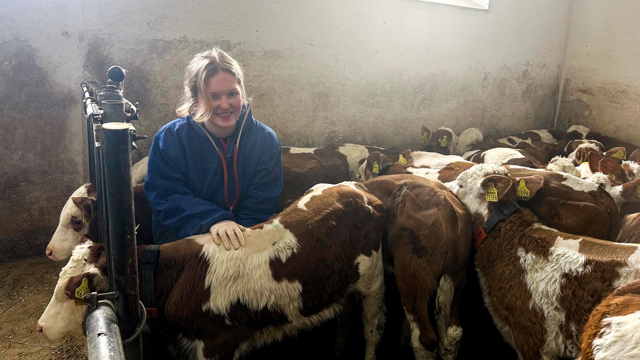 Eine junge Frau streichelt ein Kalb in einem Stall | Bild: Bayerischer Rundfunk 2026 Eine junge Frau streichelt ein Kalb in einem Stall