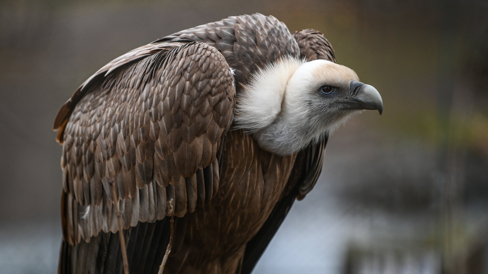 Vergiftet? Toter Gänsegeier bei Starnberg gefunden