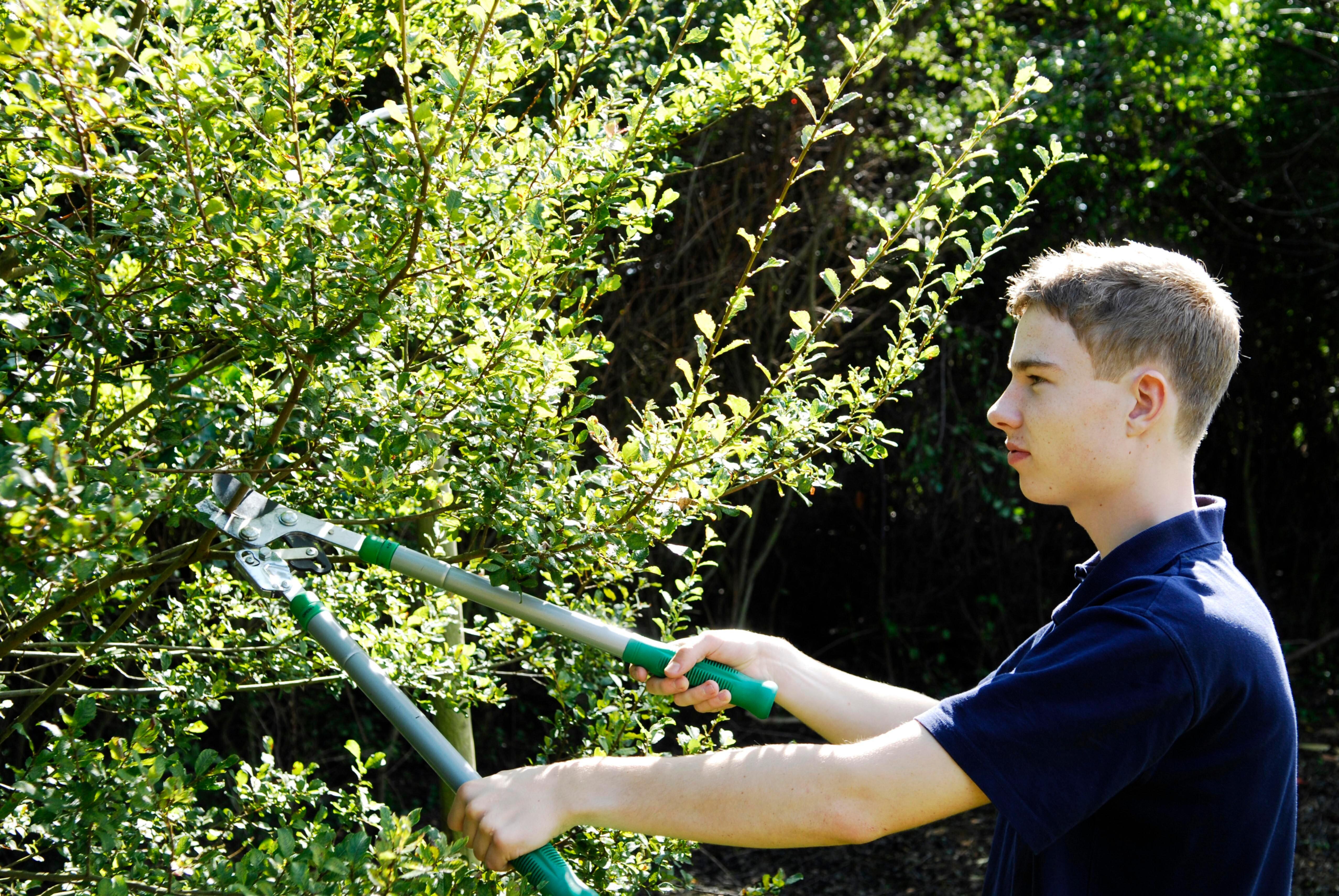 Symbolbild: Jugendlicher schneidet Hecke 