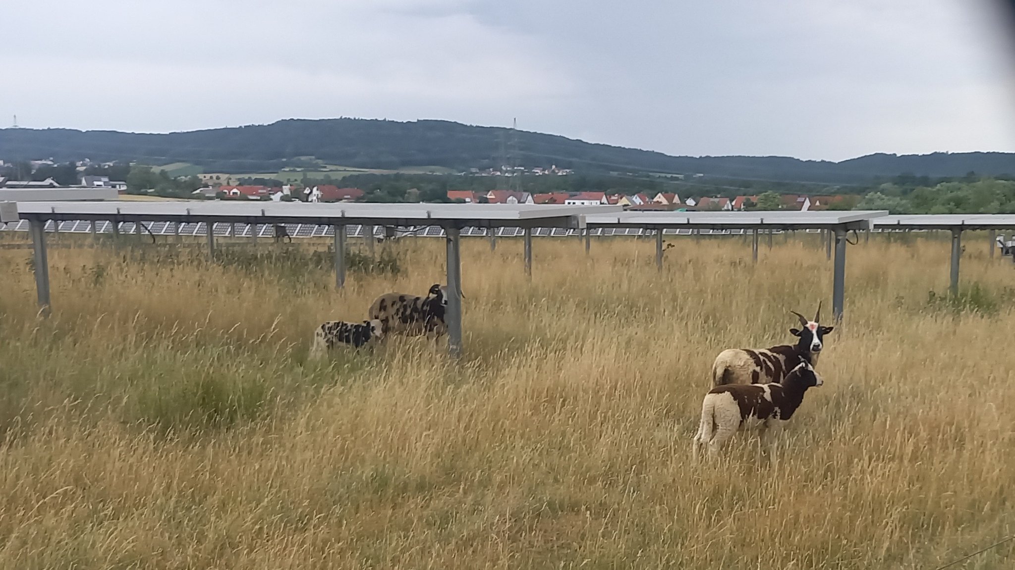 Der Solarpark in Mühlhausen. Schafe können zwischen den Modulen grasen.