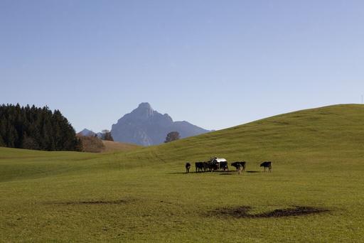 Kuhherde am Wassertrog in Landschaft im Ostallgäu mit Blick auf den Berg Säuling