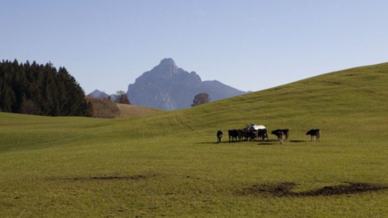 Kuhherde am Wassertrog in Landschaft im Ostallgäu mit Blick auf den Berg Säuling | Bild: BR/Volker Schmidt Kuhherde am Wassertrog in Landschaft im Ostallgäu mit Blick auf den Berg Säuling