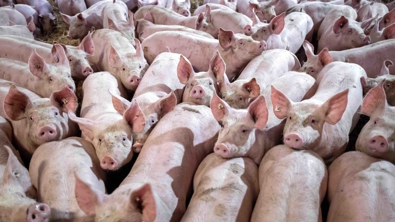 Eine Gruppe von Schweinen in einem Mastbetrieb wird auf Stroh gehalten. 