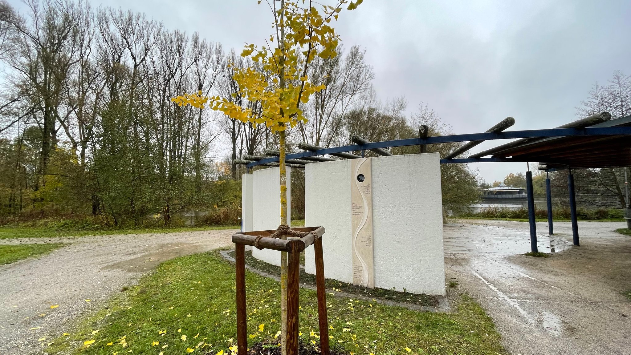 Ein Baum vor drei weißen Wandsegmenten.