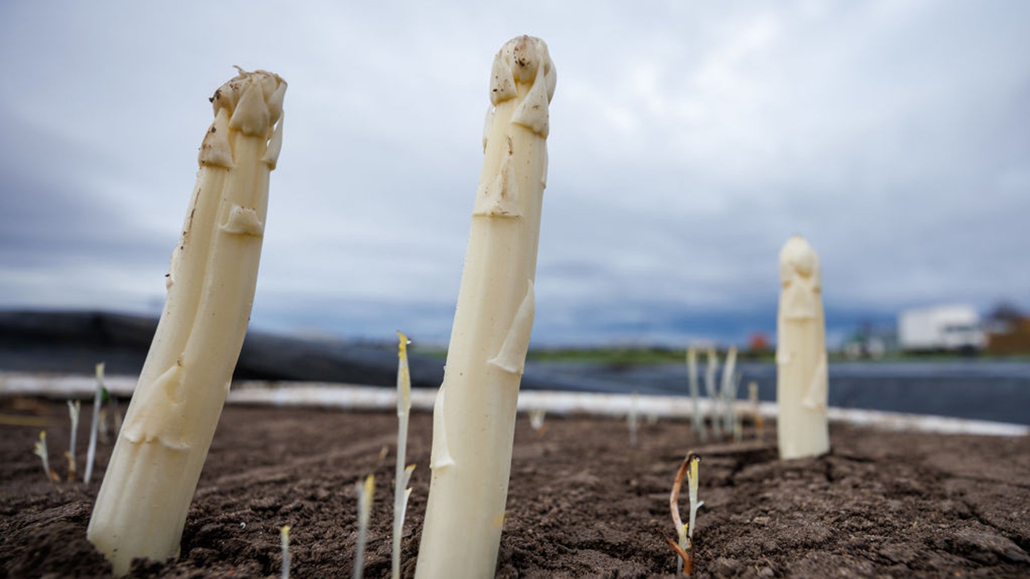 Gutes Spargel-Wetter: Bauern zu Saisonbeginn optimistisch