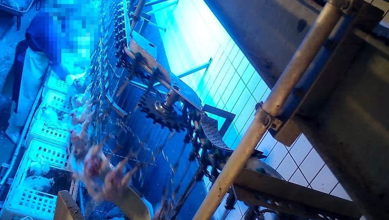 Schlachthofmitarbeiter bei der Arbeit | Bild: Aninova e.V. Schlachthofmitarbeiter bei der Arbeit