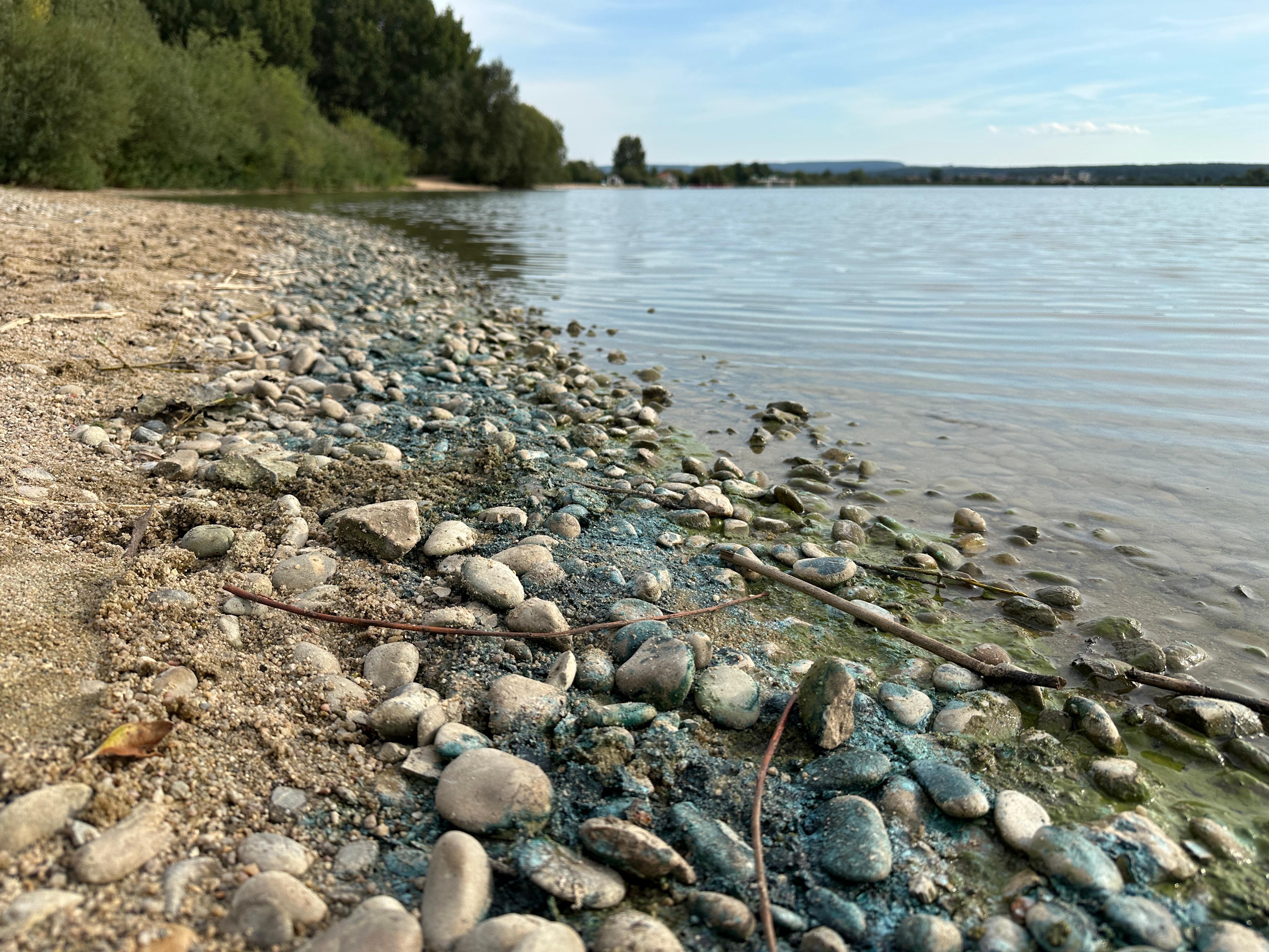 Steine im Uferbereich des Altmühlsees sind mit Blaualgen übersät. Der Strand ist leer.