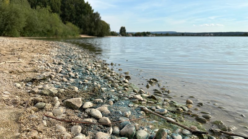 Steine im Uferbereich des Altmühlsees sind mit Blaualgen übersät. Der Strand ist leer. | Bild: BR / Ulrike Lefherz Steine im Uferbereich des Altmühlsees sind mit Blaualgen übersät. Der Strand ist leer.