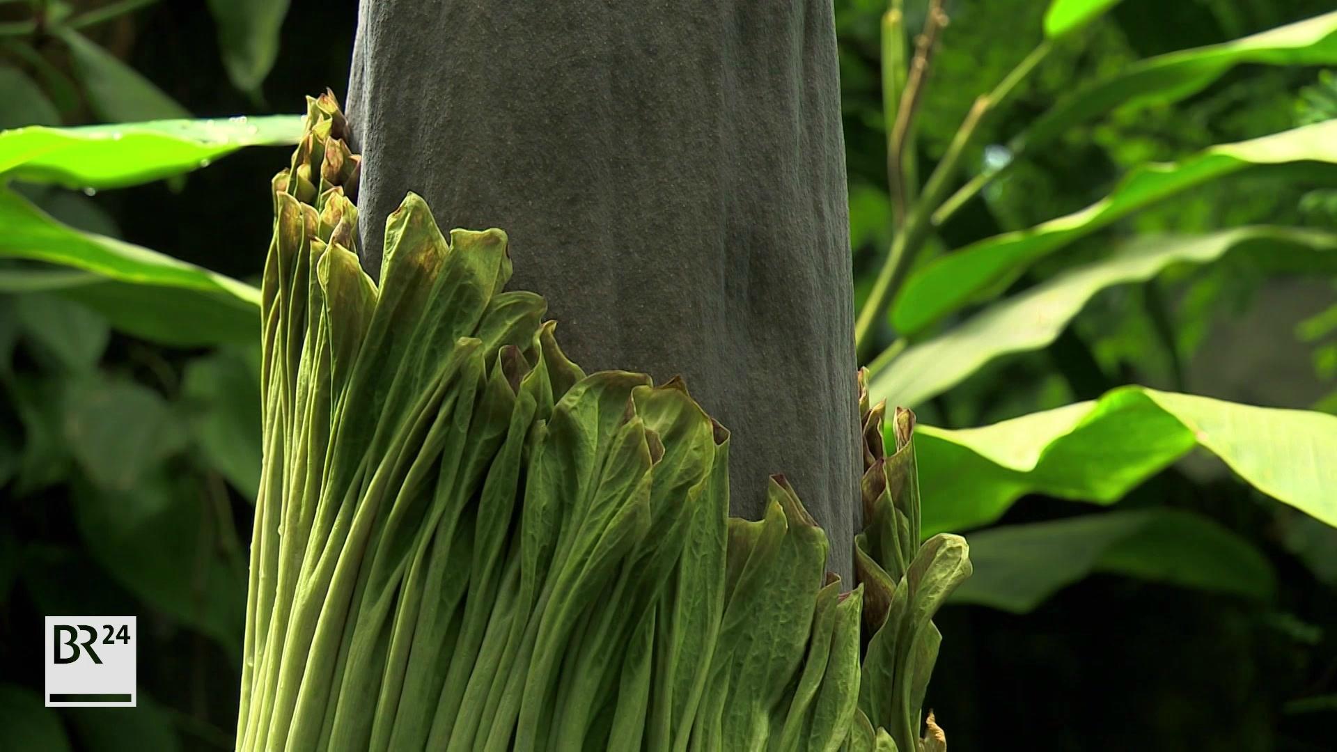 Kurzes Stinkendes Spektakel Titanwurz Bluht Erneut In Bayreuth