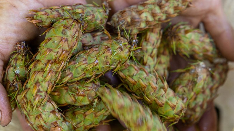 Geerntete Douglasienzapfen (Archivbild). | Bild: dpa-Bildfunk/Michael Reichel Geerntete Douglasienzapfen (Archivbild).