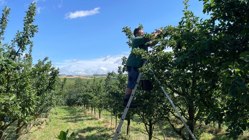 Mann steht auf der Leiter und erntet Zwetschgen von einem Baum auf einem Feld bei Volkach | Bild: BR / Frank Breitenstein Mann steht auf der Leiter und erntet Zwetschgen von einem Baum auf einem Feld bei Volkach