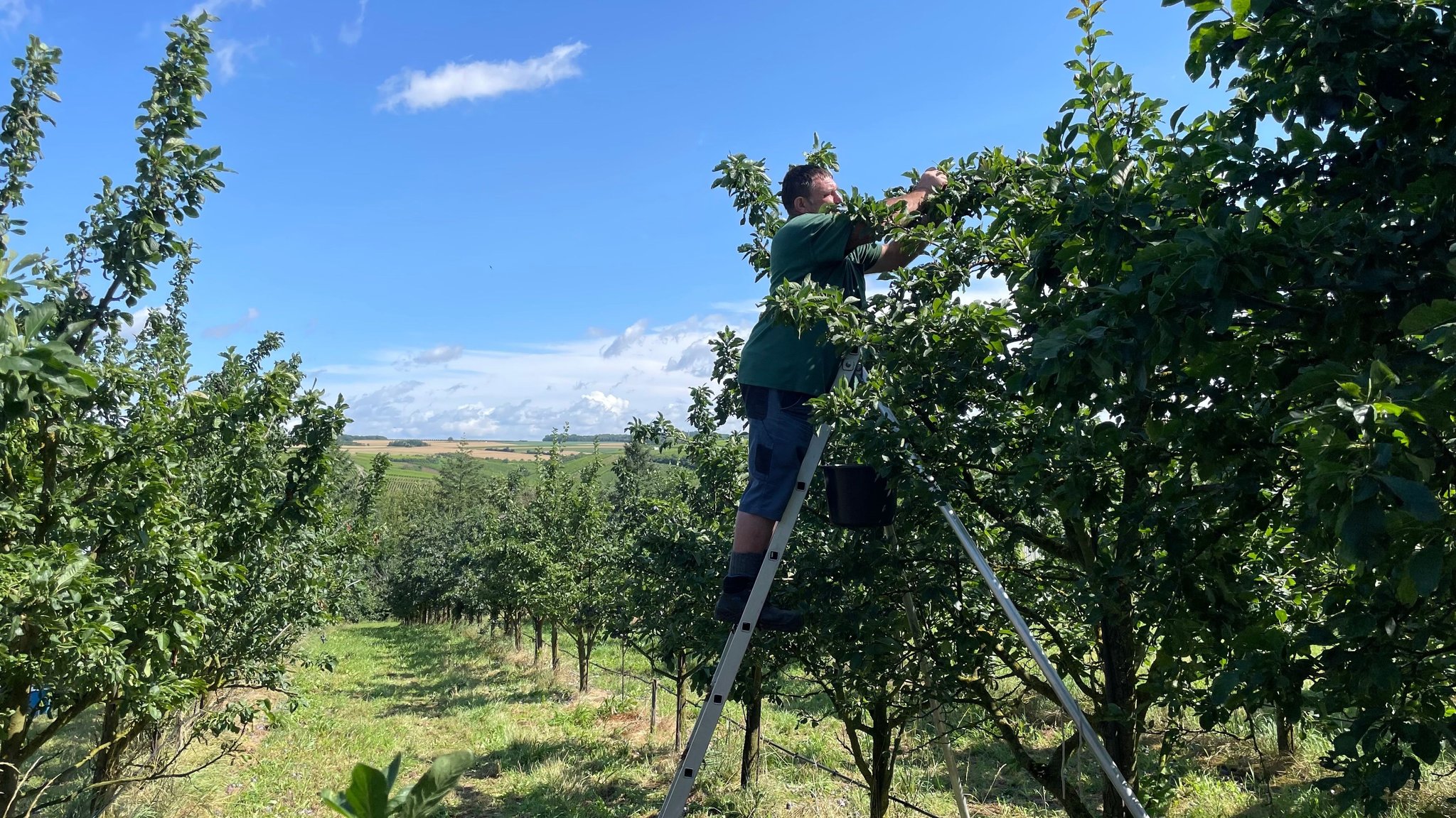 Mann steht auf der Leiter und erntet Zwetschgen von einem Baum auf einem Feld bei Volkach